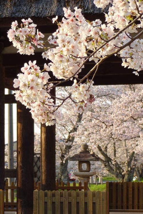 Vyšnia, Pavasaris, Pavasario Gėlės, Šventykla, Gražus, Japonija