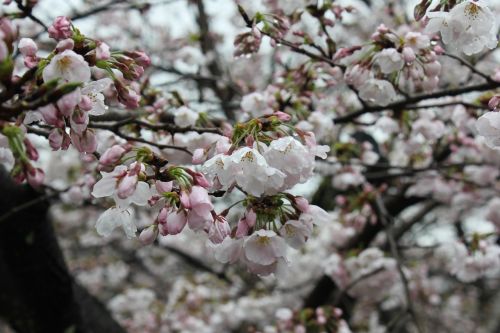 Vyšnia, Japonija, Kultūra, Pavasaris
