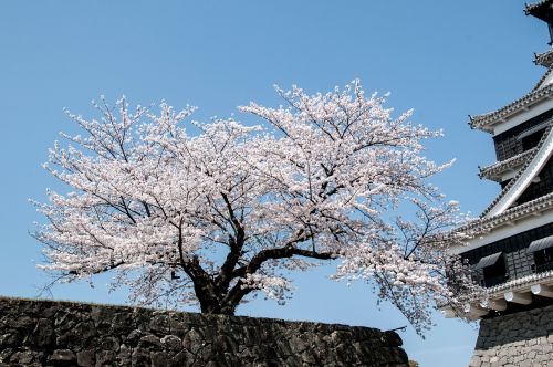 Vyšnia, Pavasaris Japonijoje, Vyšnios Medis, Vyšnių Žiedų, Vyšnių Žiedas, Japonijos Gėlė, Rožinis, Pilis, Kumamoto Pilis
