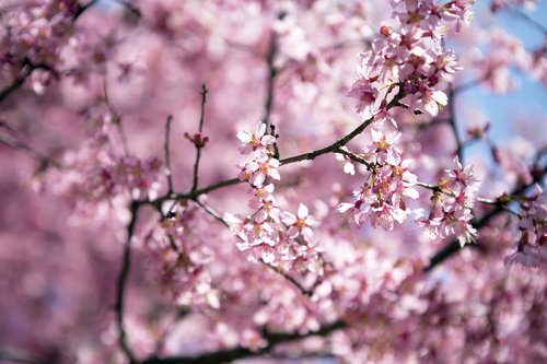 Vyšnia,  Gėlė,  Medis,  Filialas,  Sezonas,  Pavasaris,  Sakura,  Gamta
