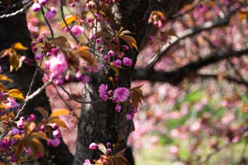 Vyšnia,  Pavasaris,  Gėlė,  Medis,  Pobūdį,  Floros,  Sezonas