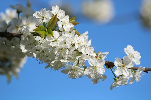 Vyšnia,  Vaismedžių,  Pavasaris,  Balta Gėlė,  Filialas