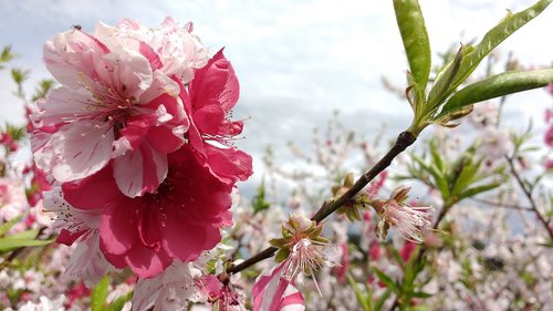 Vyšnia,  Žiedų,  Japonija,  Gėlės,  Pobūdį,  Pavasaris