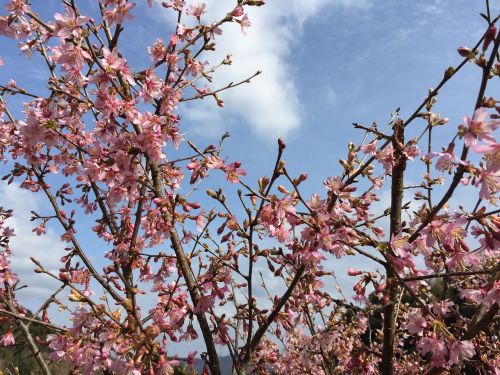 Vyšnia, Gėlės, Pavasaris, Gerai Sakura