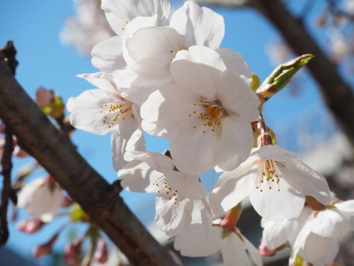 Vyšnia, Yoshino Vyšnia, Gėlės, Pavasaris, Pavasaris Japonijoje