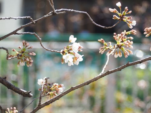 Vyšnia, Pavasaris, Gėlės