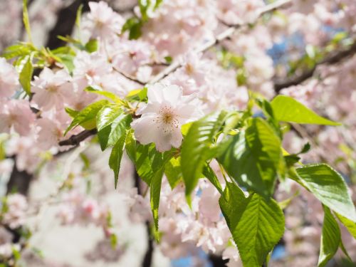 Vyšnia,  Verksminga Vyšninė,  Rožinis,  Gėlės,  Pavasario Gėlės,  Pavasaris,  Japonija