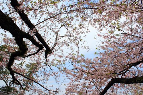 Vyšnia, Mediena, Pilis, Medis Išklotas, Pavasaris, Japonija