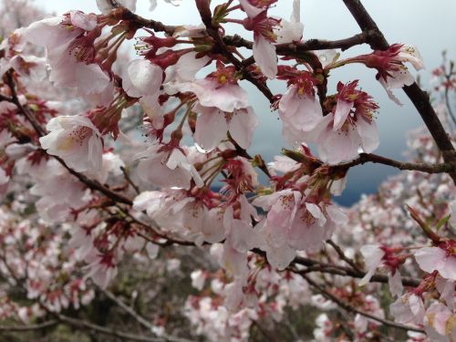 Vyšnia, Takato, Co Higanzakura, Nagano, Pavasaris