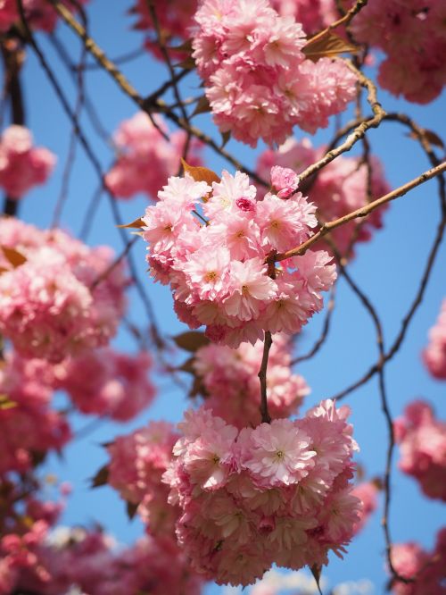 Vyšnių Žiedas, Japonų Vyšnios, Kvapas, Žiedas, Žydėti, Japonų Žydinčių Vyšnių, Ornamentinis Vyšnia, Pavasaris, Rožinis, Žydėti, Prunus Serrulata, Japonų Vyšnios, Dekoratyvinis Augalas, Rytietiška Vyšninė, Rytų Azijos Vyšnia, Grannenkirsche, Prunus, Rožių Šeimos, Rosaceae, Žydėjimo Šakelė, Filialas, Medis, Budas, Yoshino-Vyšnios, Yoshino, Vyšnia, Japonų Kultūra, Japanese, Tradicija