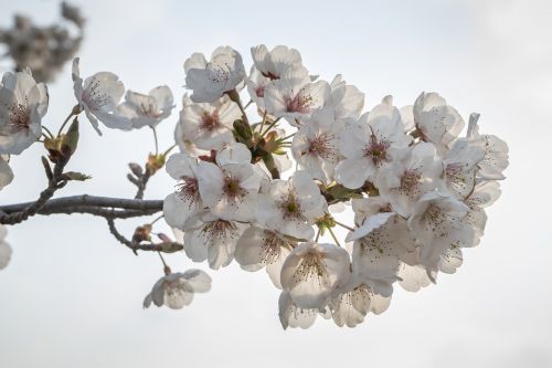 Vyšnių Žiedas, Sakura, Gėlės, Mediena, Gamta, Pavasaris, Balta, Augalai