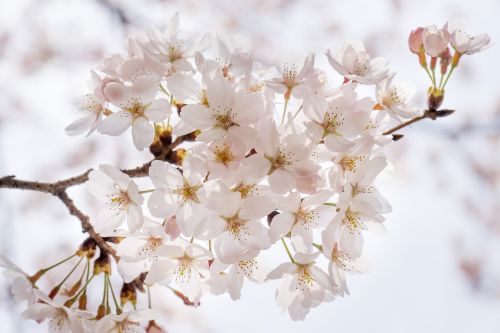 Vyšnių Žiedas, Sakura, Gėlės, Mediena, Gamta, Pavasaris, Balta, Augalai, Balandis, Balta Gėlė, Gėlių Medis