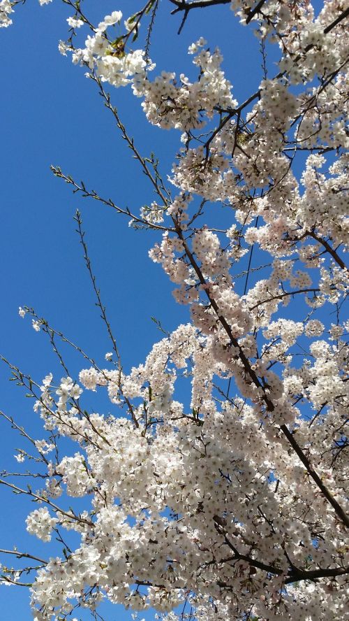 Vyšnių Žiedas, Vyšnios Medis, Pavasaris, Pavasario Gėlės, Sakura, Mėlynas Dangus