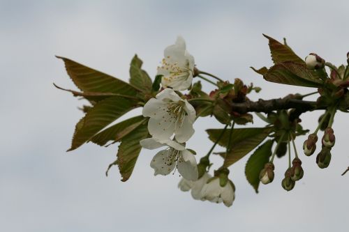 Vyšnių Žiedas, Japonų Vyšnios, Pavasaris, Medis