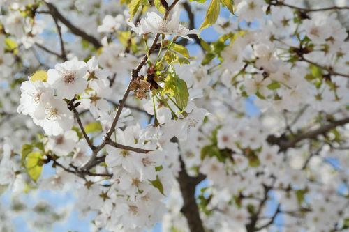 Vyšnių Žiedas, Dangus, Pavasario Gėlės, Pavasaris, Gėlės, Balandis, Sakura, Augalai, Mediena, Mėlynas Dangus, Gamta, Žiedlapis, Kraštovaizdis, Balta Gėlė, Meilė, Sutraiškyti, Rožinė Gėlė, Vyšnių Gėlės, Gražus, Debesis, Neryškus, Vyšnios Medis, Rožinis, Grožis