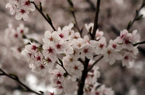 Vyšnių Žiedas, Sakura, Pavasaris, Mediena, Gėlių Medis, Augalai, Gamta, Rožinis