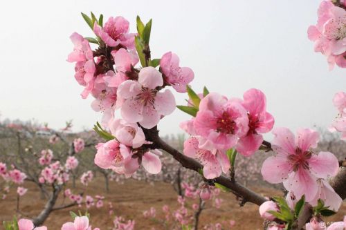Vyšnių Žiedas, Tikroji Sakura, Vyšnių Žiedų Prospektas