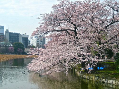 Vyšnių Žiedas, Tokyo, Imperatoriaus Rūmai, Japonų Vyšnios, Pavasaris