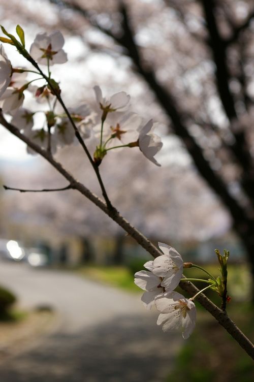 Vyšnių Žiedas, Sakura, Balandis, Gėlė, Pavasario Gėlės