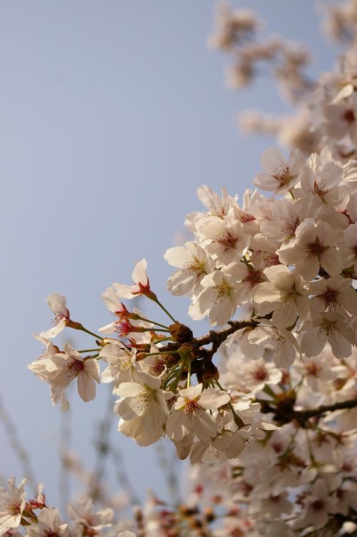 Vyšnių Žiedas, Pavasario Gėlės, Sakura, Rožinė Gėlė, Yoshino Vyšnia, Žiedas