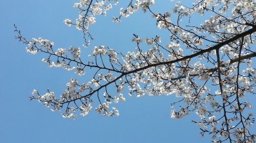 Vyšnių Žiedas, Pavasaris, Kukurūzai, Mediena