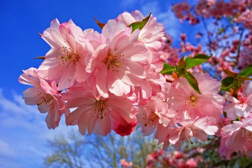 Vyšnių Žiedas,  Gėlė,  Vyšnios Medis,  Sakura,  Japonijos,  Spyruoklė Žydi,  Pavasaris,  Sezoninis Švieži,  Balandis
