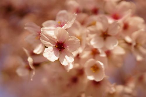 Vyšnių Žiedas, Gėlės, Pavasaris, Rožinė Gėlė, Gamta, Sakura, Pavasario Gėlės, Kraštovaizdis