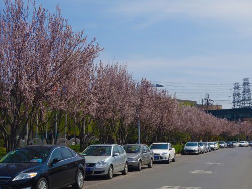 Vyšnių Žiedas, Kelias, Automobiliai