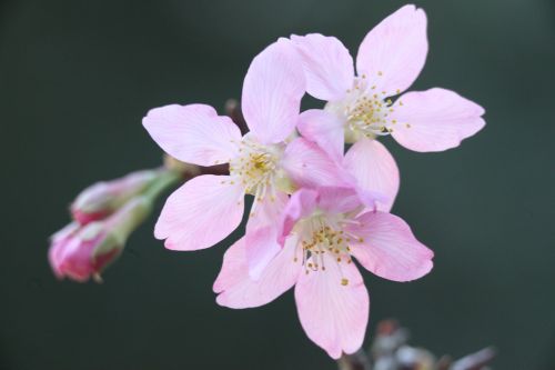 Vyšnių Žiedų, Pavasaris, Augalas, Wikiproject Taivanas, Gėlė, Rožinis, Vyšnia