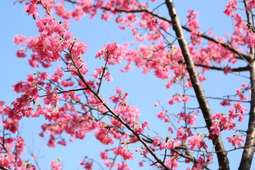 Vyšnių Žiedų, Gėlė, Augalas, Pavasaris, Rožinis, Hua Xie, 櫻 Rausvos Gėlės
