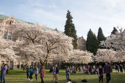 Vyšnių Žiedų, Pavasaris, Medis, Vyšnia, Žiedas, Gėlė, Sakura, Universitetas