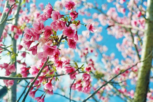 Vyšnių Žiedų, Gėlė, Rožinis, Hua Xie, Augalas, Pavasaris, Kraštovaizdis, Natūralus, 桵 Gėlės, Gėlės Ir Augalai, Taivanas, Taitung