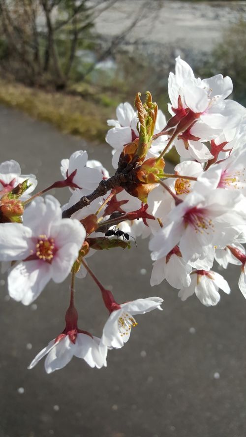 Vyšnių Žiedų, Gėlė, Ma 蟻, 櫻 Baltos Gėlės, Vyšnia