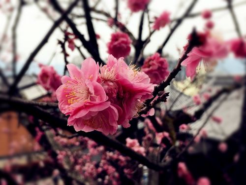 Vyšnių Žiedų, Rožinė Raudona, Japonija, Sakura