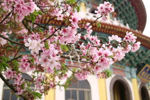 Vyšnių Žiedų, Tianyuan Rūmai, Pavasaris
