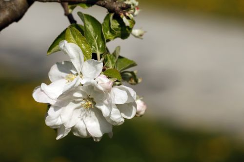 Vyšnių Žiedų, Pavasaris, Žydintys Medžiai, Gėlės