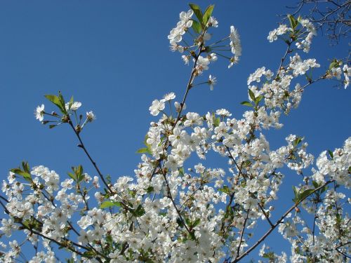 Vyšnių Žiedų, Pavasaris, Gėlės, Žydintis Medis, Kvanzano Vyšnios Žiedai, Pavasaris, Medis