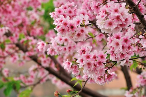 Vyšnių Žiedų,  Sakura,  Rožinis
