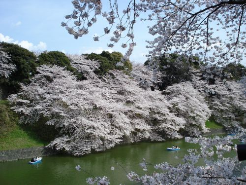 Vyšnių Žiedų, Medžiai, Pavasaris, Japonija, Sakura, Sezonas, Gamta, Chidorigafuchi, Edo Pilis, Žydi, Gėlė