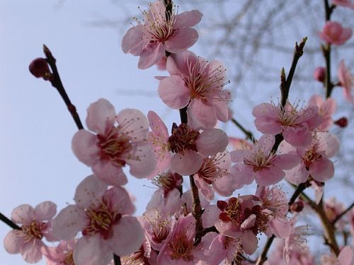 Vyšnių Žiedų, Medžiai, Pavasaris, Rožinis, Gėlė, Gėlių, Žiedlapis, Sezonas, Gamta, Pietų Korėja