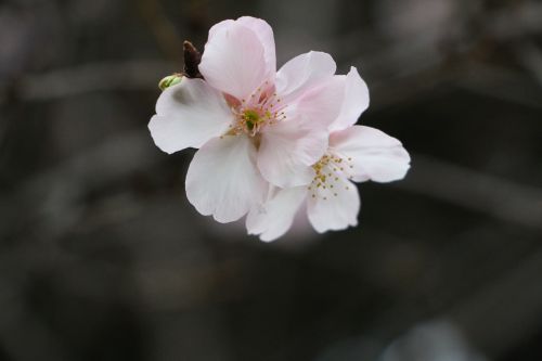 Vyšnių Žiedų, Chung Cheng Amžius Skaityti Don 櫻 Gėlės, Chung Cheng Amžiaus Skaitykla