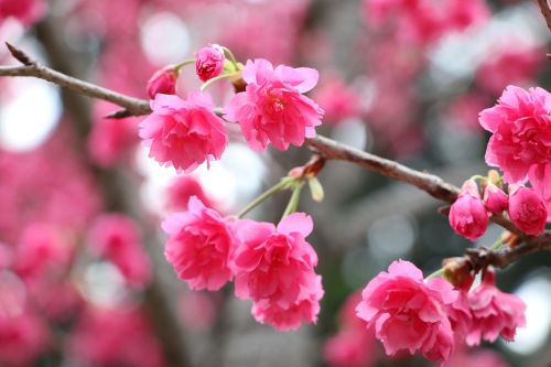 Vyšnių Žiedų, Chung Cheng Amžius Skaityti Don 櫻 Gėlės, Chung Cheng Amžiaus Skaitykla