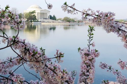 Vyšnių Žiedų, Jefferson Memorialas, Vašingtonas