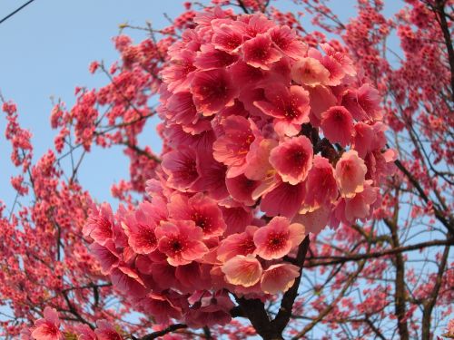 Vyšnių Žiedų, Yoshino Yīng, Žuvų Akių Efektas, Pavasaris