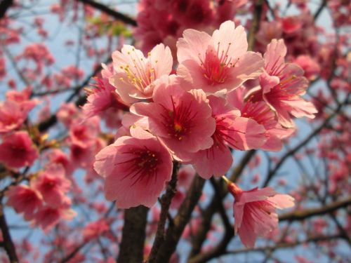 Vyšnių Žiedų, Yoshino Yīng, Pavasaris