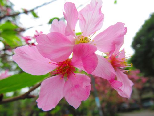 Vyšnių Žiedų, Yoshino Yīng, Gėlė, Pavasaris, Rožinis, Augalas
