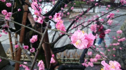 Vyšnių Žiedų,  Rožinė Raudona,  Japonija