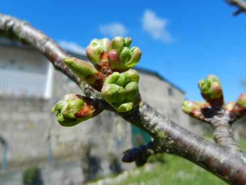 Vyšnių Pumpurai,  Pavasaris,  Sodas