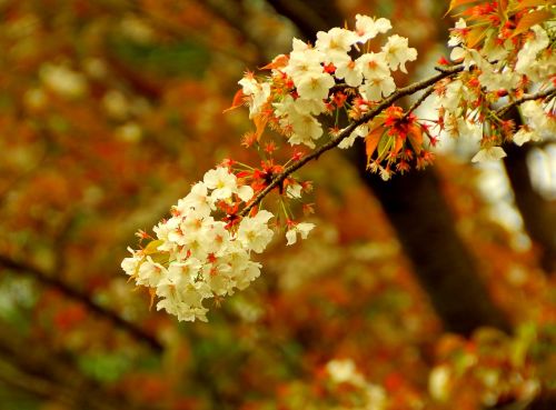 Vyšnios Blaškosi, Sakura, Japonija, Vyšnių Žiedų, Pavasaris, Rožinis, Gėlės, Pavasario Gėlės, Japonijos Vaizdai, Japonijos Gėlė, Arboretum, Midori