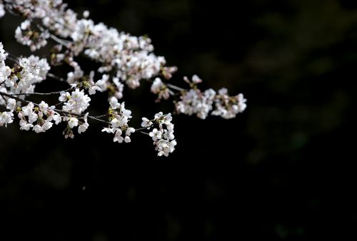 Vyšnių Gėlės, Baltos Gėlės